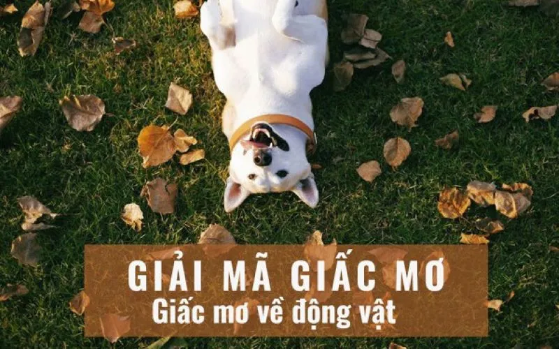 Các giấc mơ về con vật phổ biến có điềm báo gì bạn nên biết